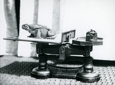 Een Rietpad zittend op een weegschaal om gewogen te worden in de London Zoo, 1923 door Frederick William Bond